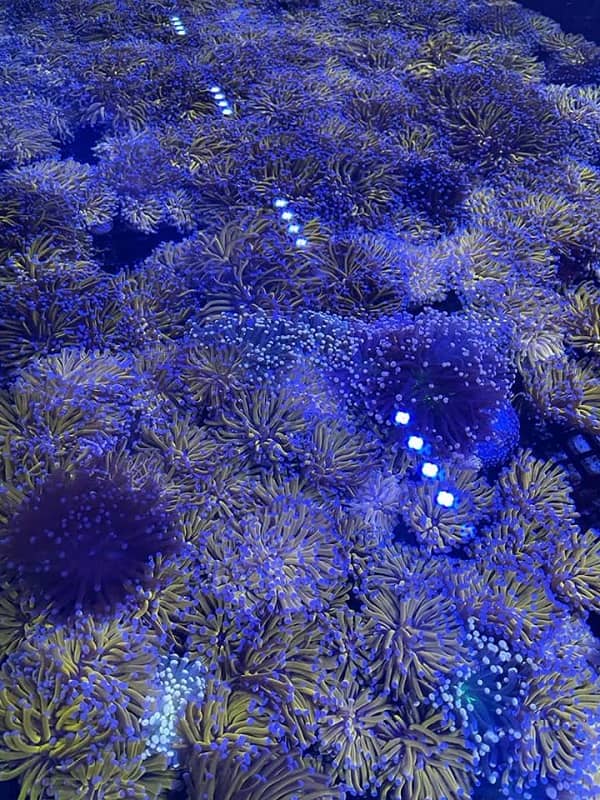 אלמוג יופליה טורצ גולד